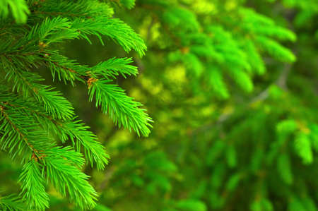 Fresh fir branch in sunshine. 