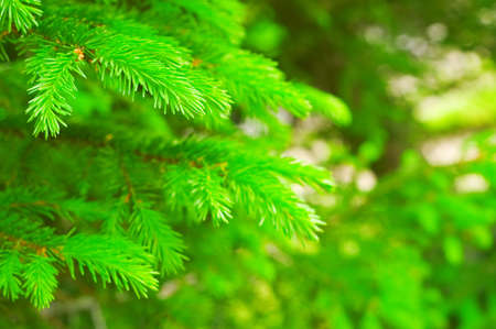 Fresh fir branch in sunshine. の写真素材