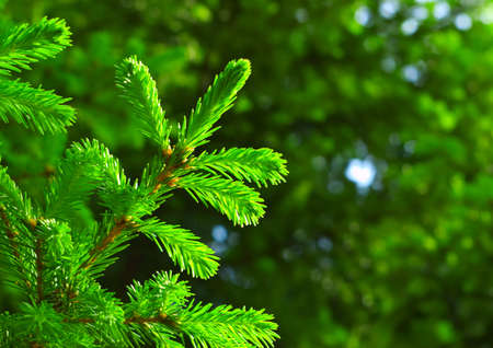 Fresh fir branch in sunshine. 