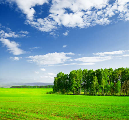 Beautiful summer landscape. Sky and grass.の写真素材