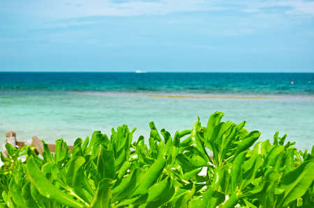 Gorgeous tropical seascape with palmtrees.の写真素材