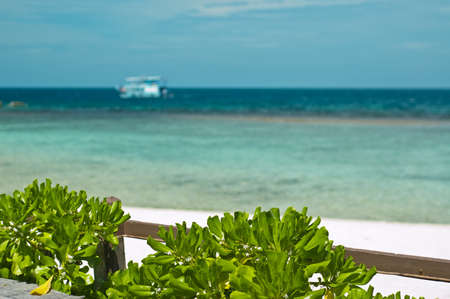 Beautiful tropical beach with plants.の写真素材