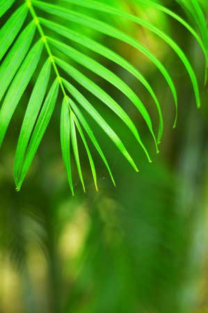Green tropical garden. Palm leaf closeup.の写真素材