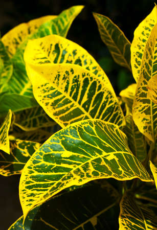 Yellow tropical leaves. Shallow DOF.