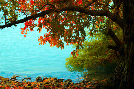 Autumn landscape. Tree and water.の写真素材