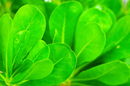 Green fresh leaves. Shallow DOF.の写真素材