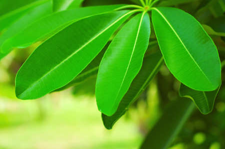 Greeb tropical leaves. Shallow DOF.の写真素材