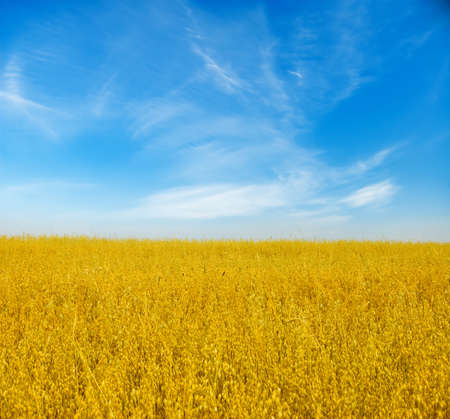 Beautiful autumn landscape. Yellow field and blue sky. の写真素材