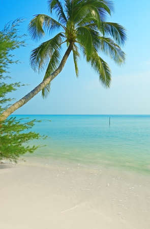 Palmtree on the tropical beach.の写真素材