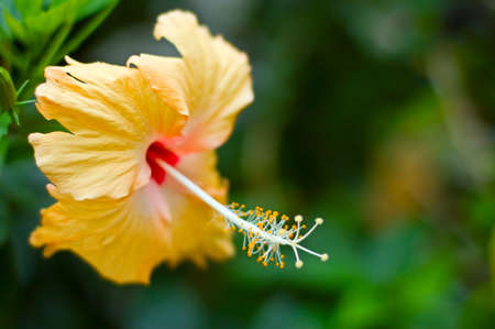Beautiful yellow hibiscus. Shallow DOF.の写真素材