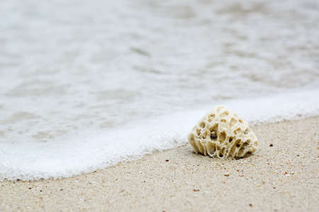 Coral stone on evening seashore.の写真素材