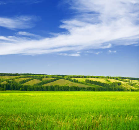 Beautiful summer landscape. Sky and grass.の写真素材