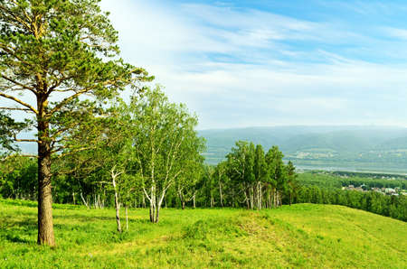 Beautiful summer landscape with trees.の写真素材