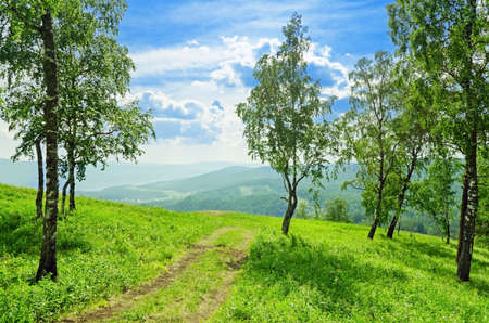 Beautiful summer landscape with trees.の写真素材