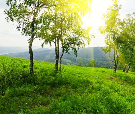 green birch tree in sunlightの写真素材