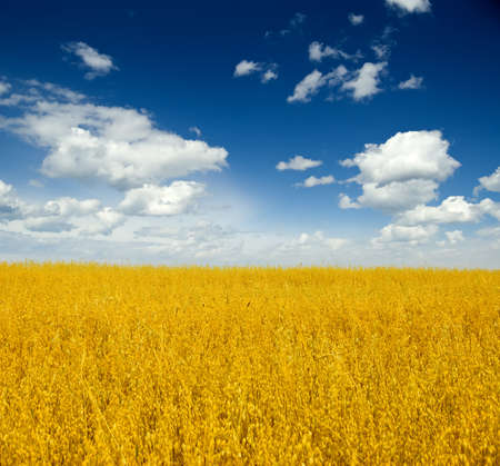 Beautiful autumn landscape. Yellow field and blue sky. の写真素材