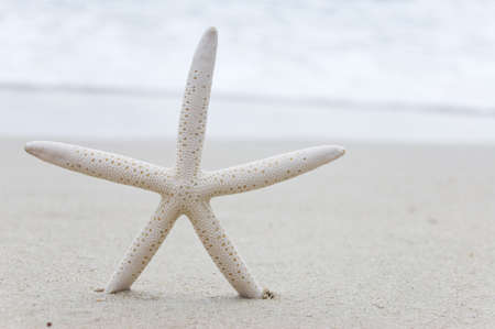 starfish on the beautiful beachの写真素材