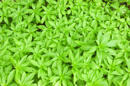 Green spring foliage. Floral background.の写真素材