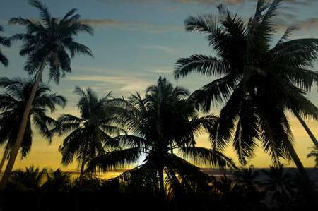 beautiful sunset in tropical forestの写真素材