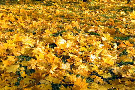Yellow maple leaves. Autumn background.の写真素材