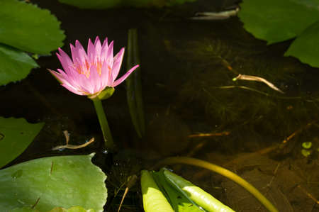 beautiful water lily in pondの写真素材