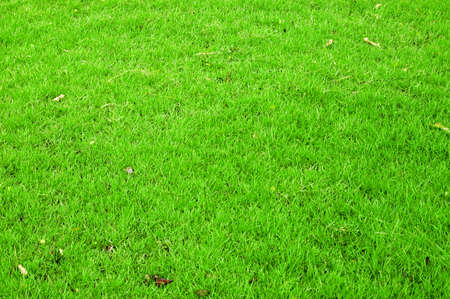 green grass background front viewの写真素材