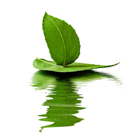 leaf toy-ship on white with reflectionの写真素材