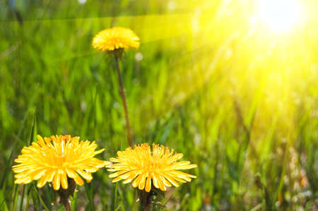summer dandelions bright sunny backgroundの写真素材