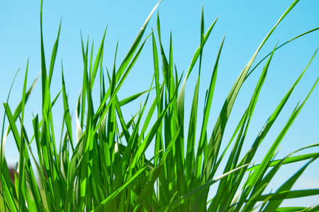 beautiful green grass on meadowの写真素材