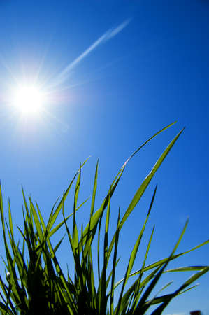 grass and sky beautiful backgroundの写真素材