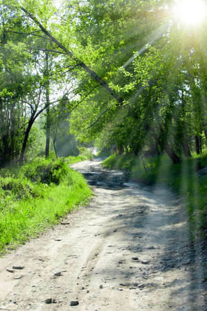 green summer forest with sunlightの写真素材