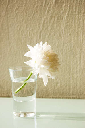 lonely white flower in glassの写真素材