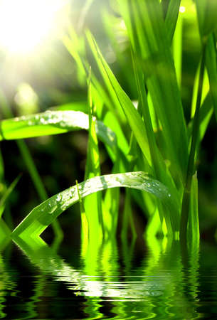 green grass in water in sunlightの写真素材