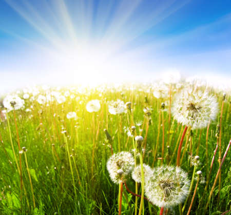 meadow with dandelions under the blue skyの写真素材