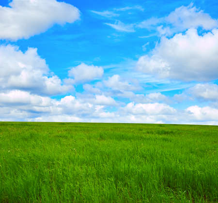 Beautiful summer landscape. Sky and grass.の写真素材