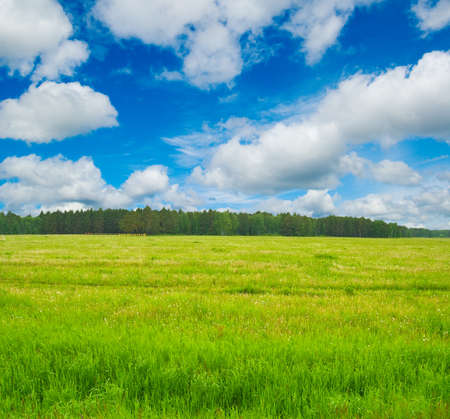 Spring landscape. Meadow, sky and forest.の写真素材