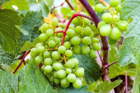 young green grape on vineの写真素材