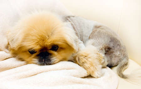 funny pekingese rest on towerの写真素材