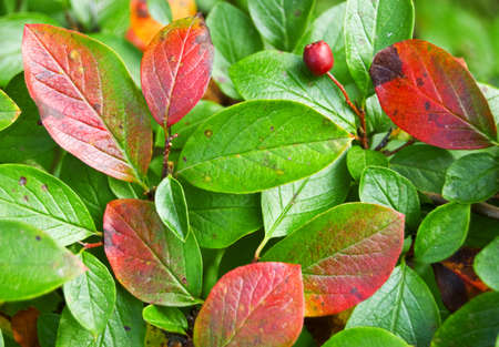 green and red leaves backgroundの写真素材