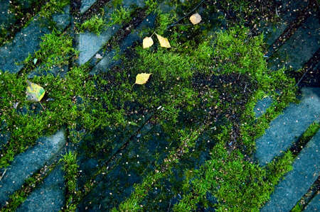 Abstract autumn background. Moss and stone.の写真素材