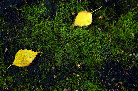 Abstract autumn background. Moss and stone.の写真素材