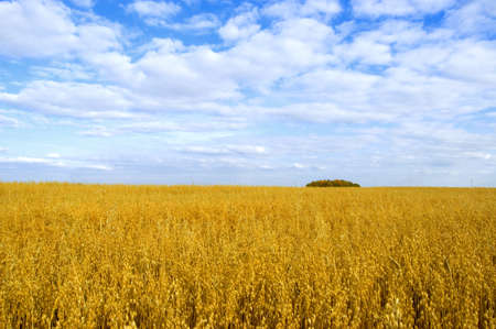 Autumn yellow field and bllue sky.の写真素材