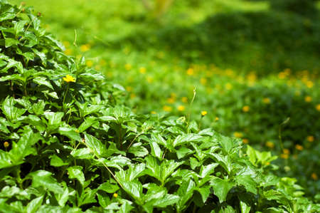Spring green leaves. Shallow DOF.の写真素材