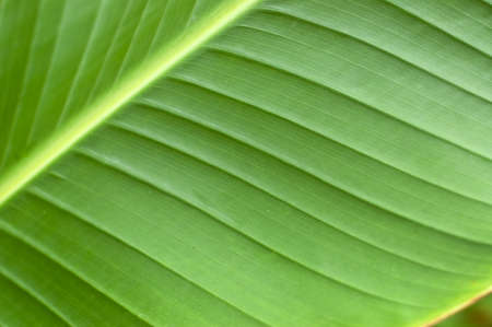 Spring green leaf. Shallow DOF.の写真素材