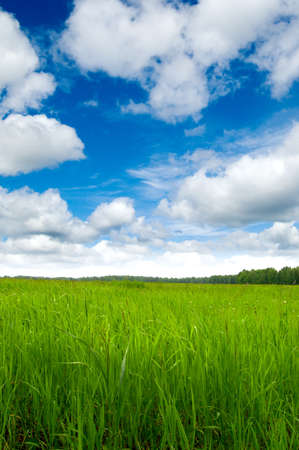 beautiful green meadow and blue skyの写真素材