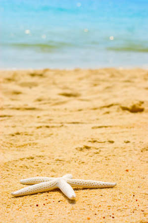 Starfish on the beautiful beach.の写真素材