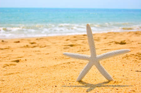 Starfish on the beautiful beach.の写真素材