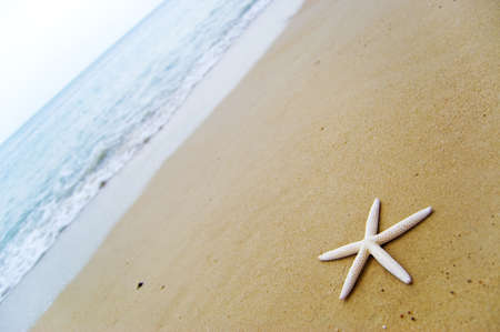 starfish on the beautiful beachの写真素材