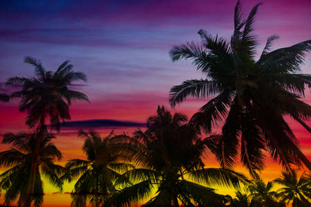 beautiful sunset in tropical forestの写真素材
