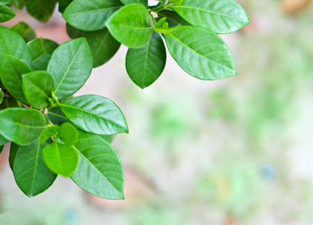 Green spring foliage. Shallow DOF.の写真素材